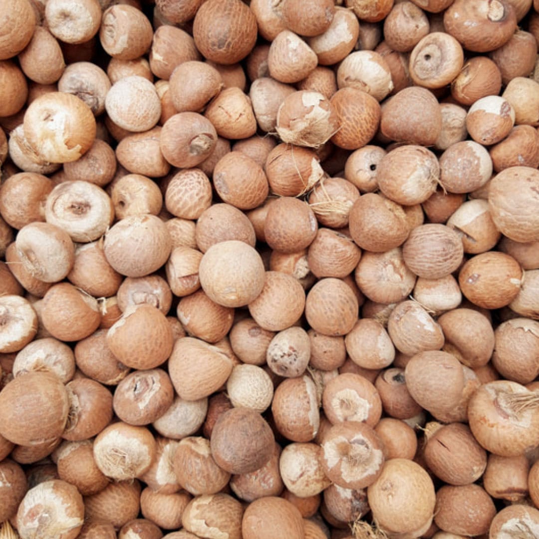 ARECA/ BETEL NUT | Dried whole areca nuts processed to export standard, supplying established demand across Asian markets where betel nut is a traditional chew and cultural staple.