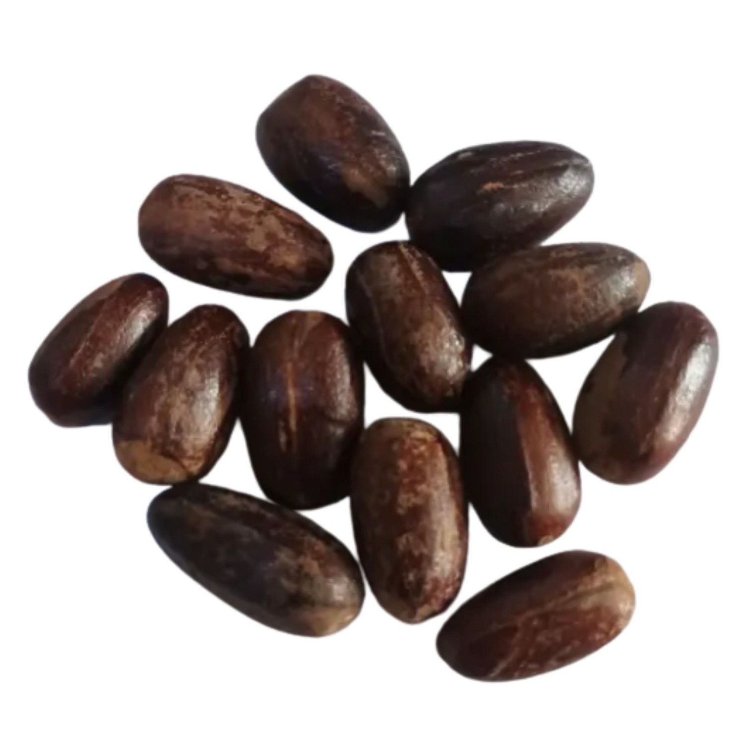 Long Nutmeg